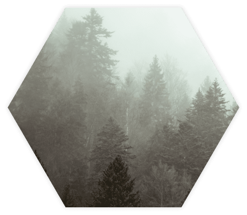 Neblige ansicht des Schwarzwaldes