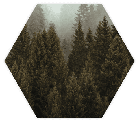 Neblige ansicht des Schwarzwaldes 2