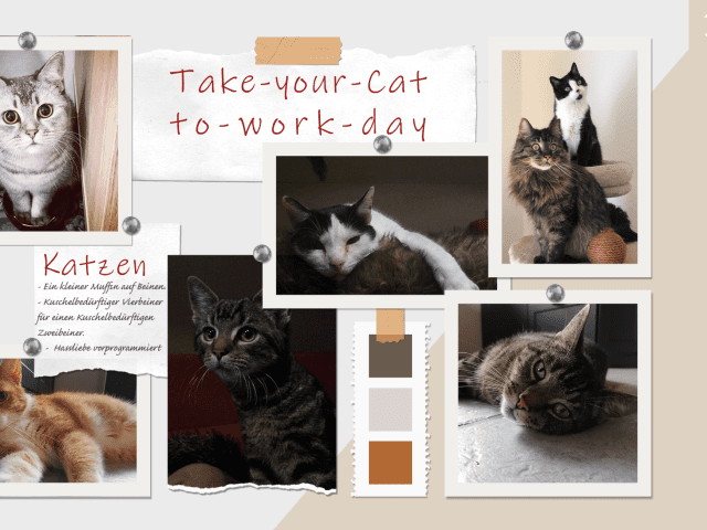 Take Your Cat to Work Day: Flauschige Bürokollegen erobern das GATACA-Team