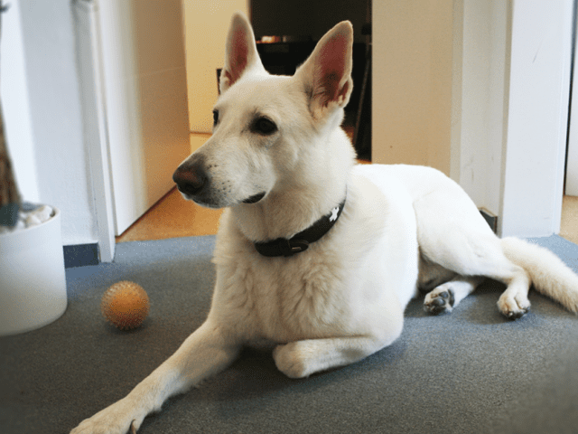 Blue – Der flauschige Bürohund von GATACA: Ein treuer Begleiter im Team